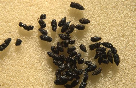 bat feces.